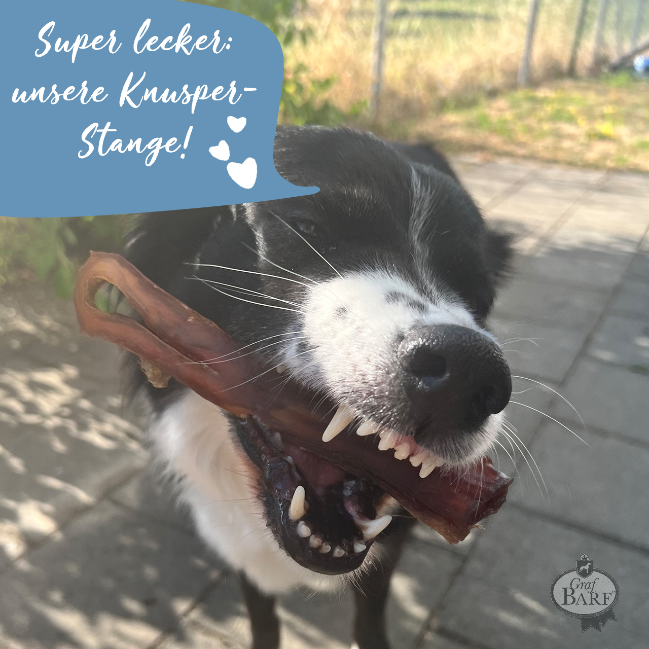 graf-barf-neu-knusper-stange Hund mit Knusperstange im Mund