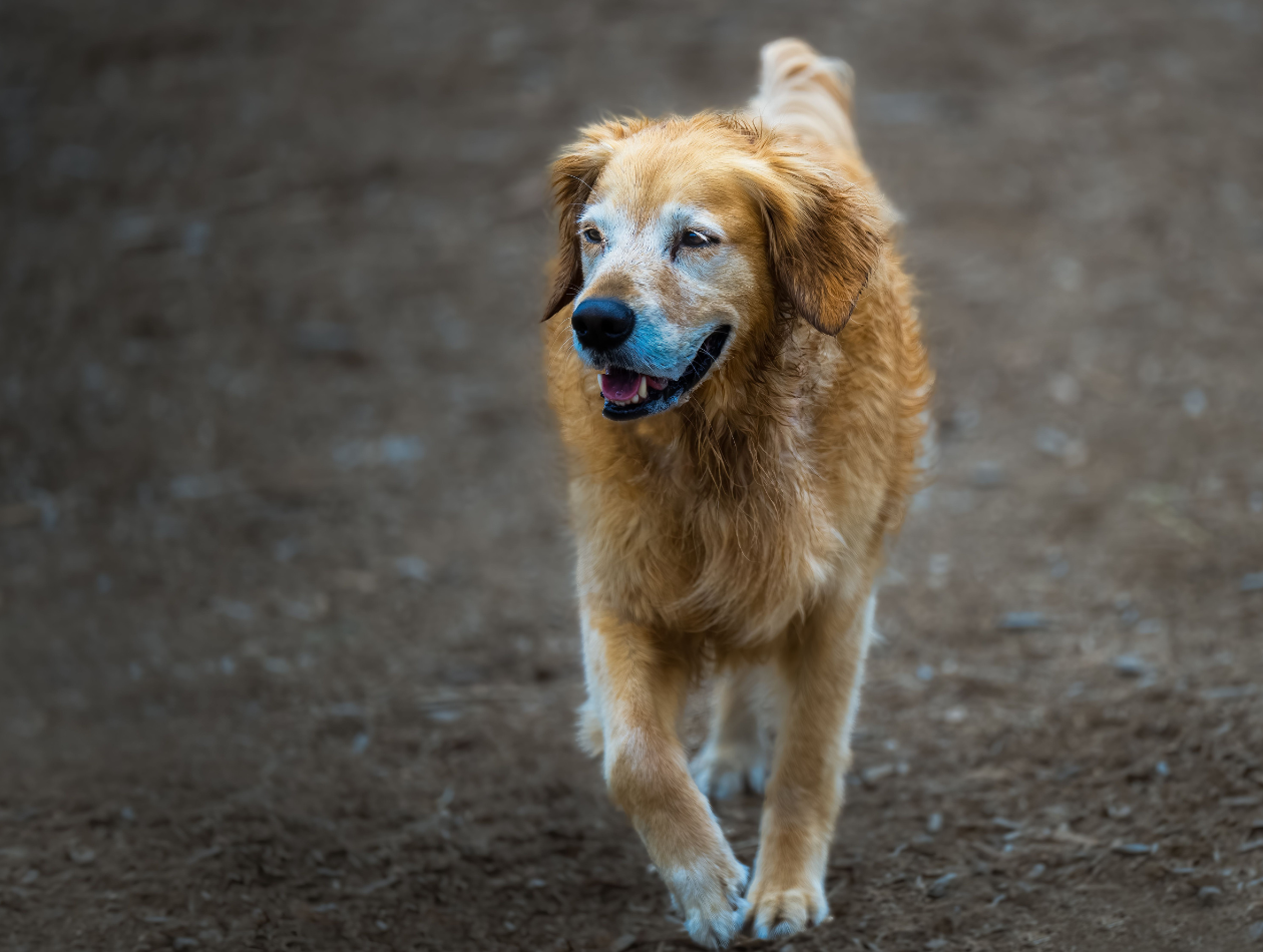 Hund Hund