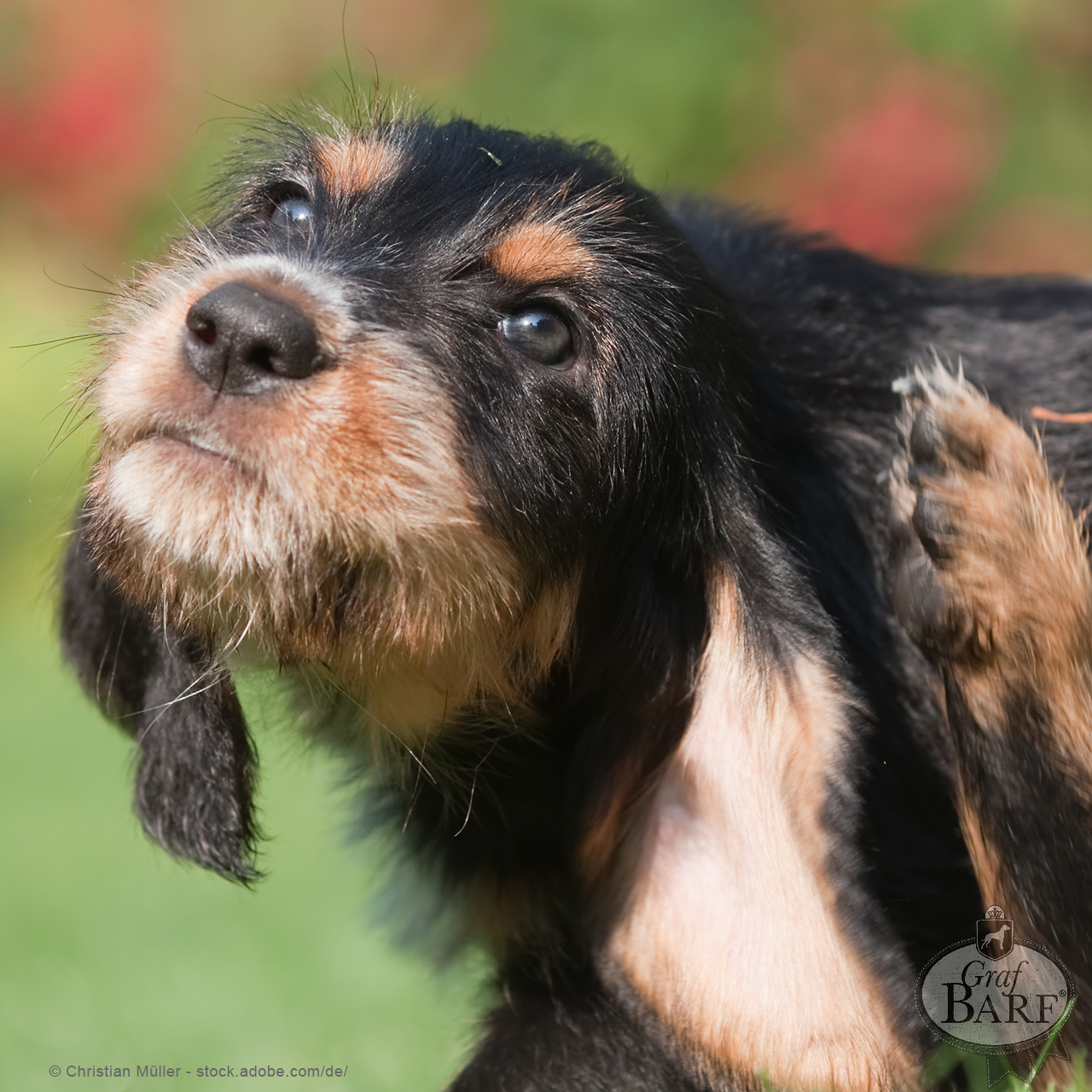 Graf Barf bei Futtermittelunverträglichkeit Hund kratzt sich