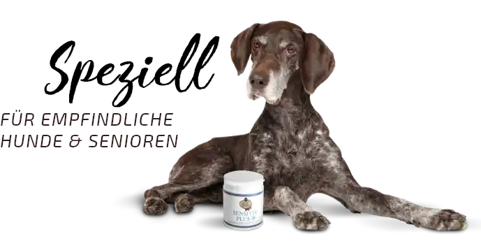 Barf für empfindliche Hunde/Senioren Speziell für Empfindliche Hunde und Senioren Hund liegt, vor dem Hund steht eine Dose Graf Barf Sensitiv Plus