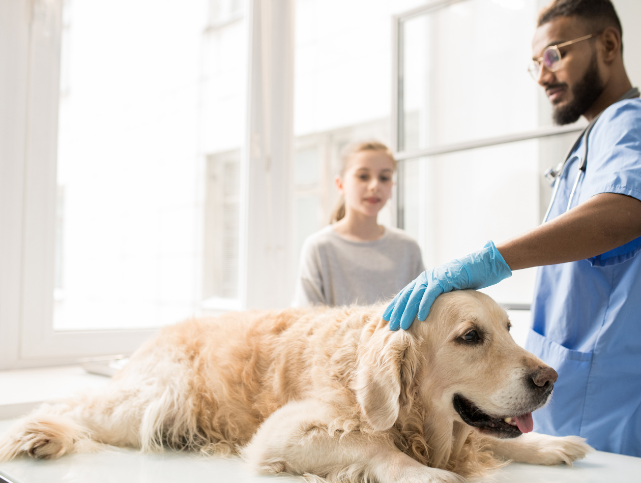 Werwolfsyndrom Hund liegt beim Arzt