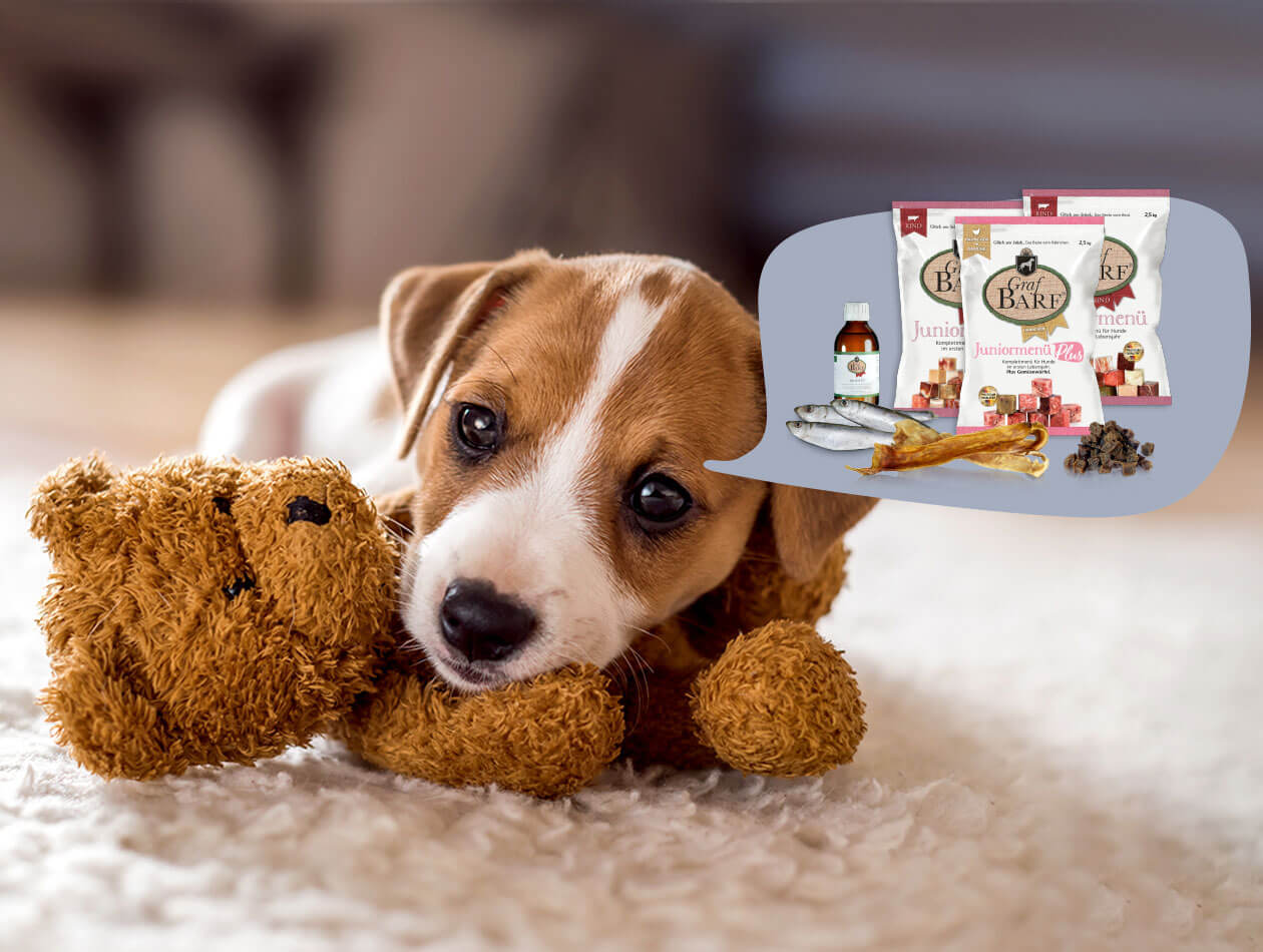 Graf Barf Welpenpaket Welpe mit Teddybär