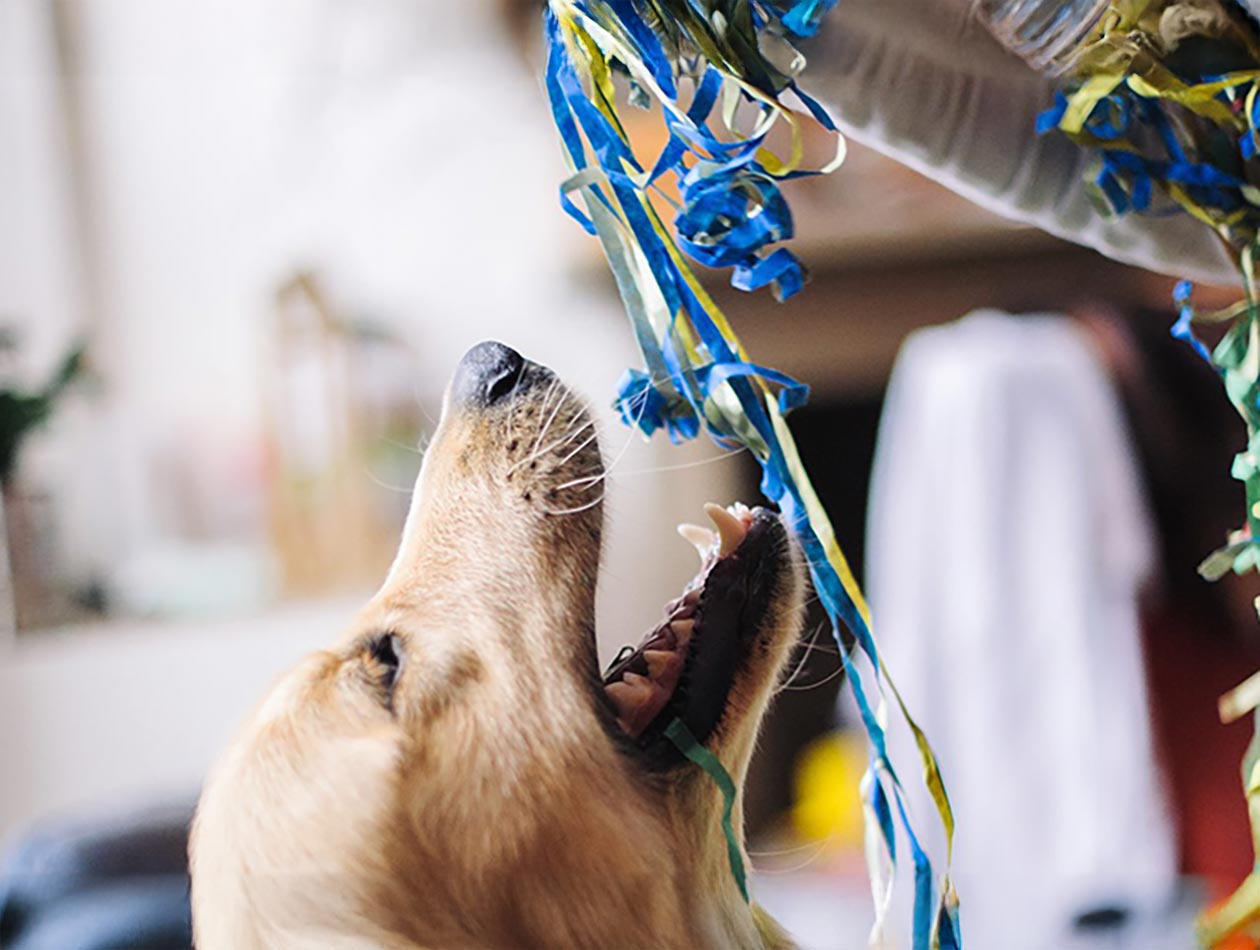 Hundefreude während des Karnevals Hundefreude während des Karnevals