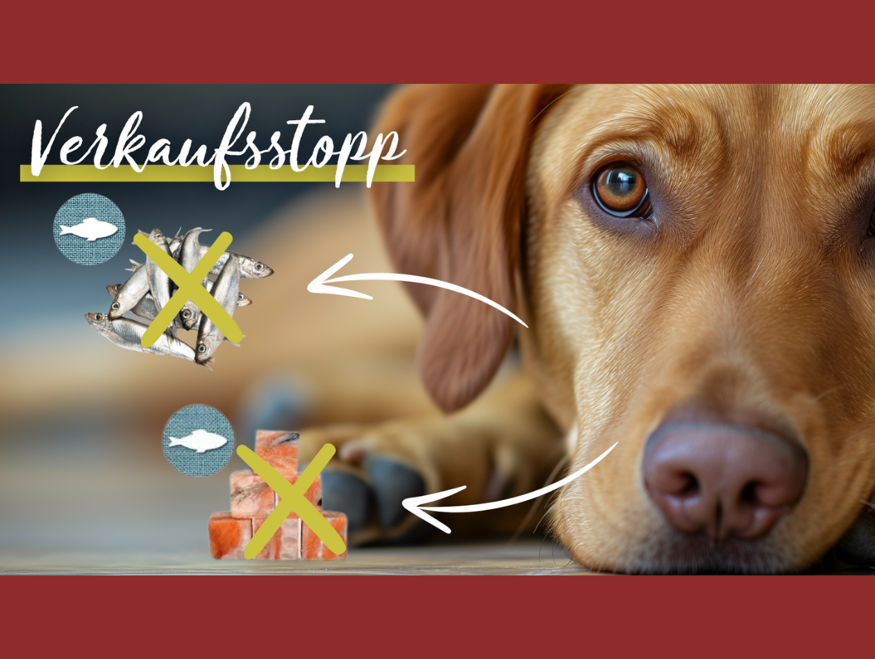 Verbot Hund liegt am Boden vor Barf-Würfeln aus Fisch