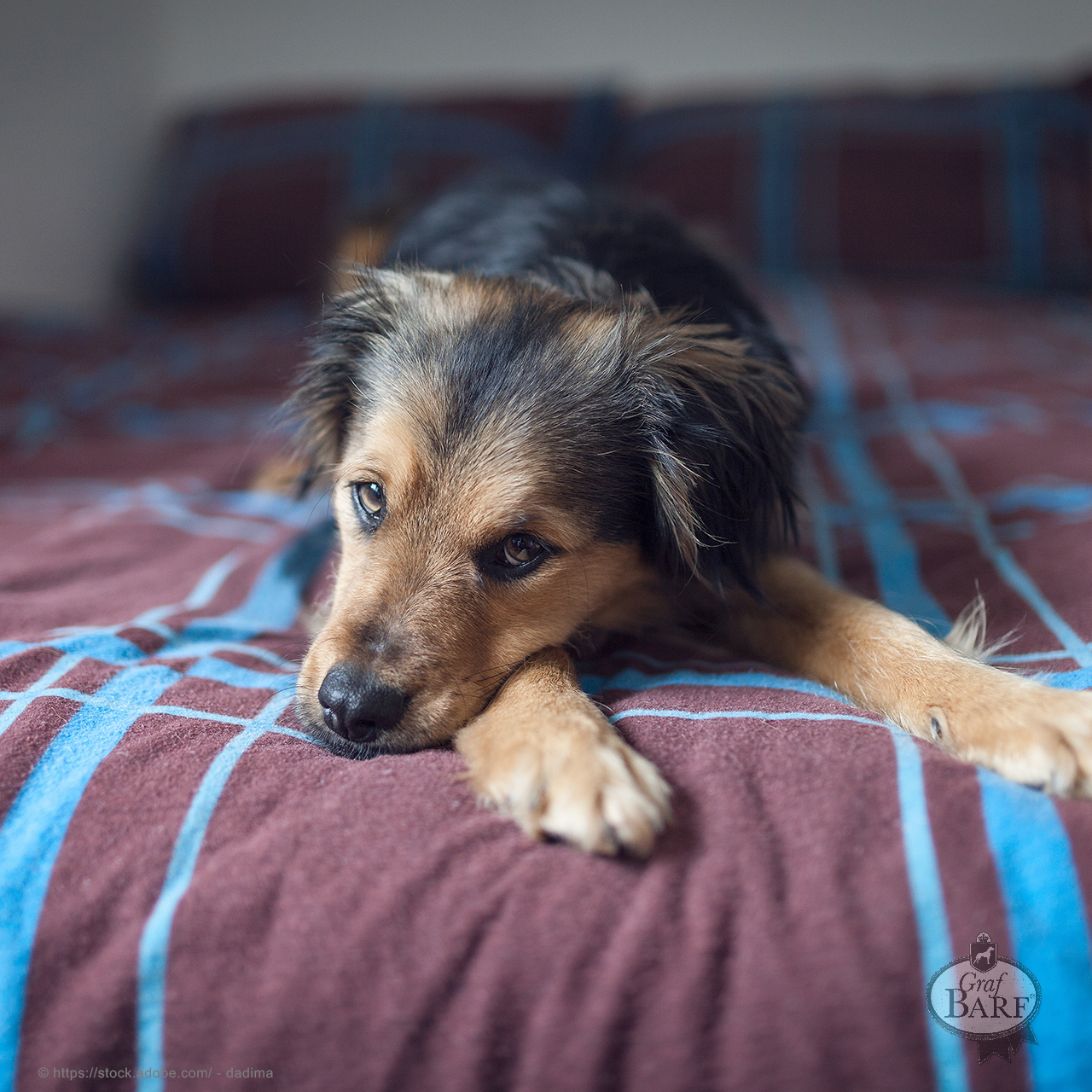 graf-barf-hund-schmerzen-erkennen Ein Hund liegt auf einem Bett