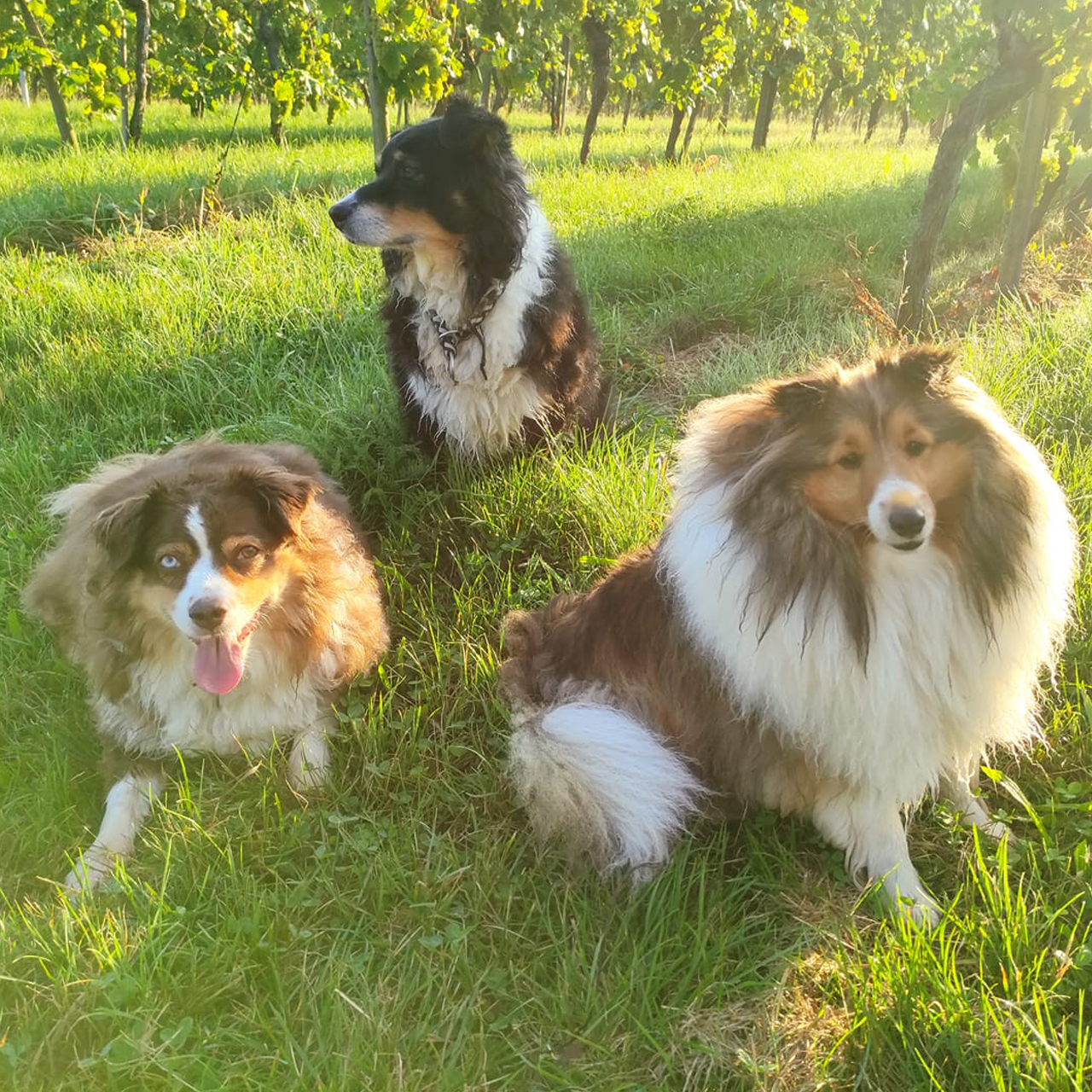 Drei Hunde sitzen im Schatten auf einer Wiese Drei Hunde sitzen im Schatten auf einer Wiese