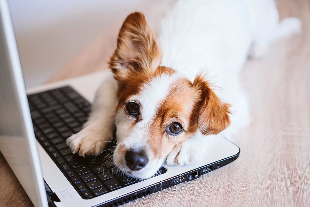 Hund auf Laptop Hund auf Laptop
