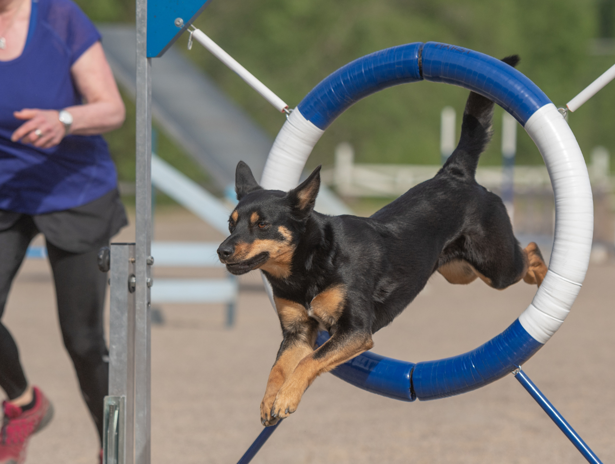 Hundesportarten im Überblick: Welche Aktivitäten passen zu welchem Hund? Hundesportarten im Überblick: Welche Aktivitäten passen zu welchem Hund?