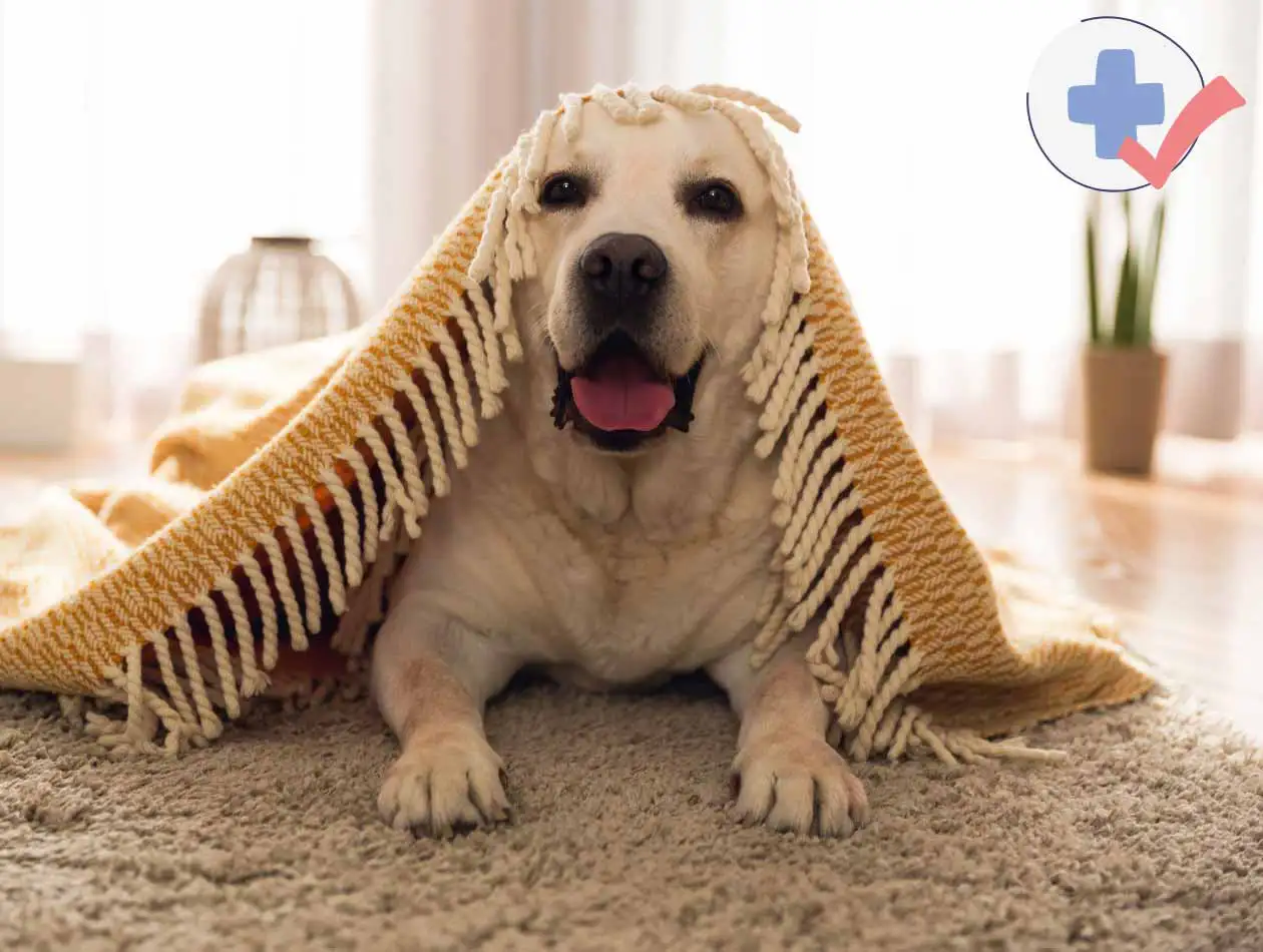 BARF ist gesund Hund liegt auf einem Teppich unter einer Decke