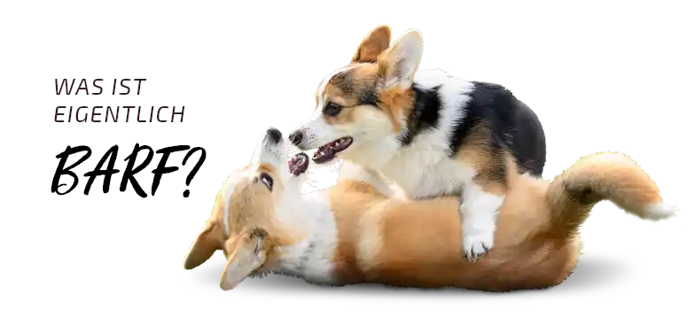 Was ist Barf Was ist eigentlich Barf? zwei Hunde spielen miteinander