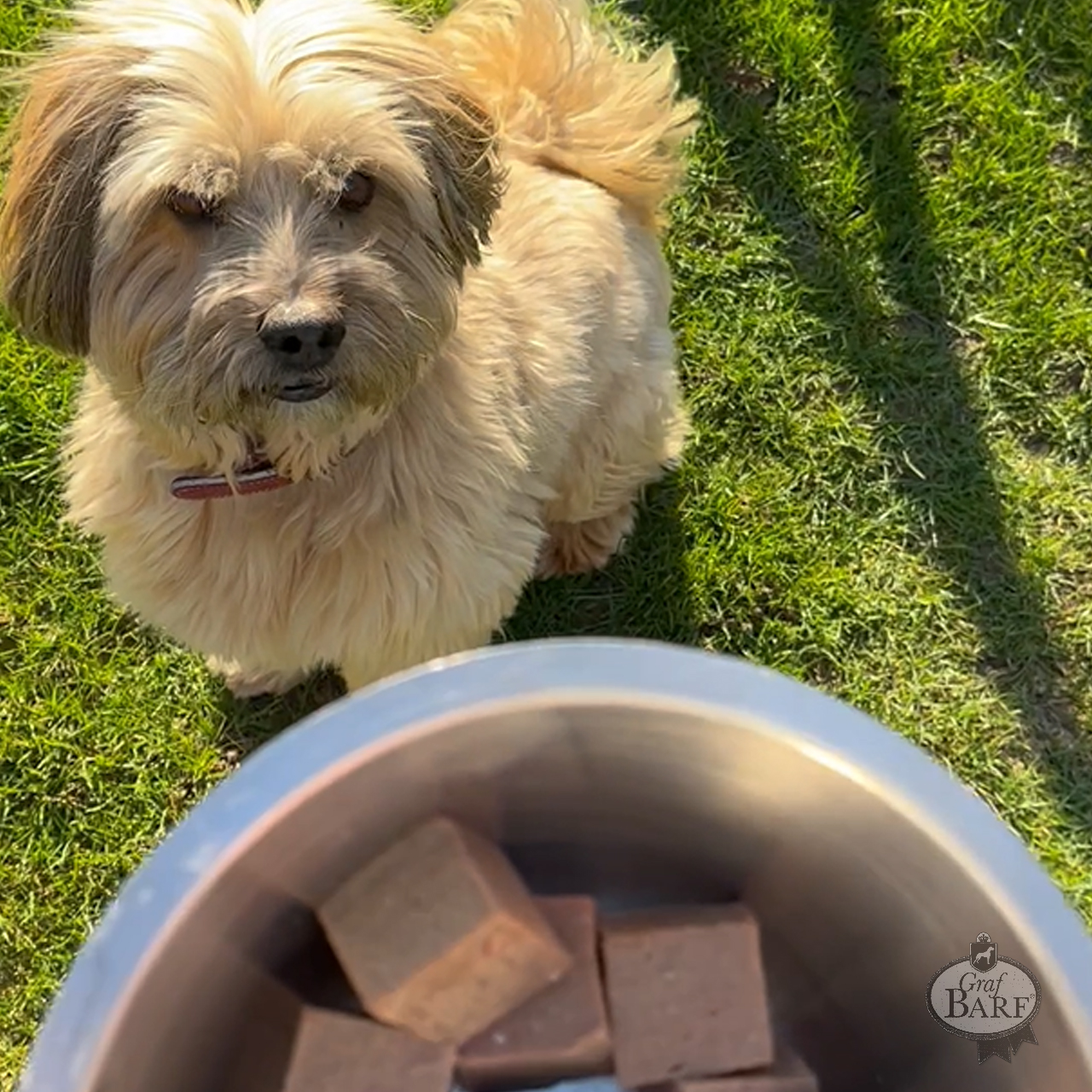 Graf Barf für kleine Hunde Kleiner Hund vor Futternapf