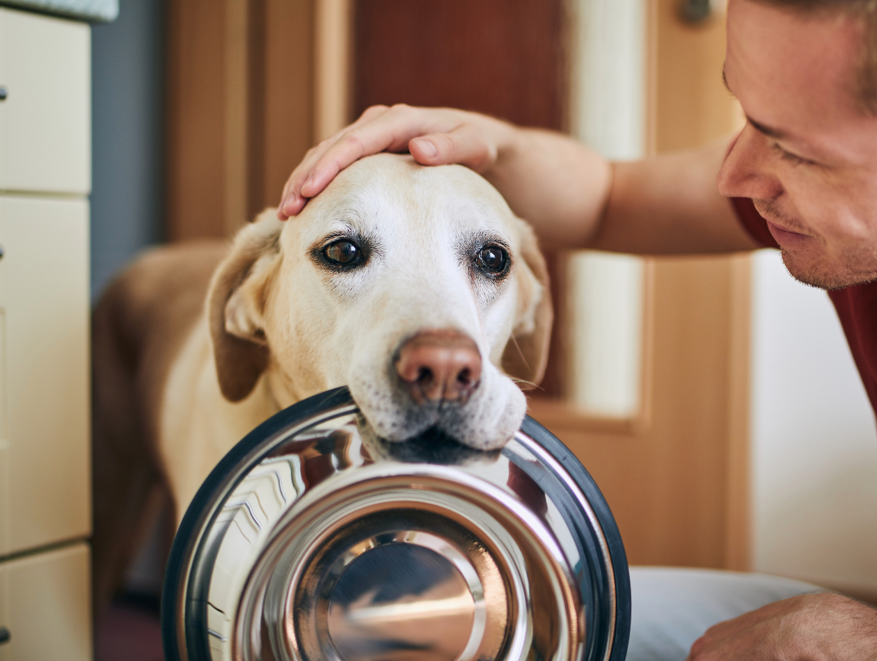 Mahlzeiten Hund mit Napf im Mund
