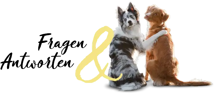 Fragen und Antworten Fragen und Antworten schwarz-weis gefleckter Hund legt Pfote auf braunen Hund