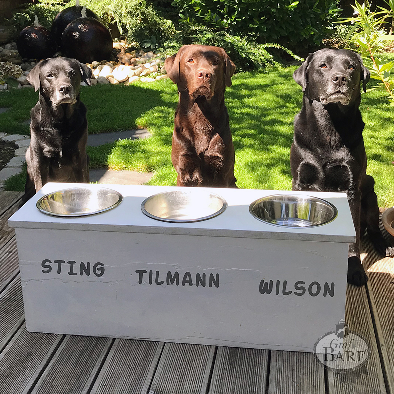 graf-barf-leben-und-futtern-im-rudel Drei Hunde vor Ihren Näpfen