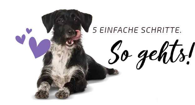 einfach Barfen schwarz-weißer Hund mit lila Herzen fünf einfache Schritte. So gehts!