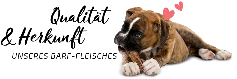 Qualität und Herkunft unseres Barf-Fleisches Hund liegt und kaut ein Kauartikel