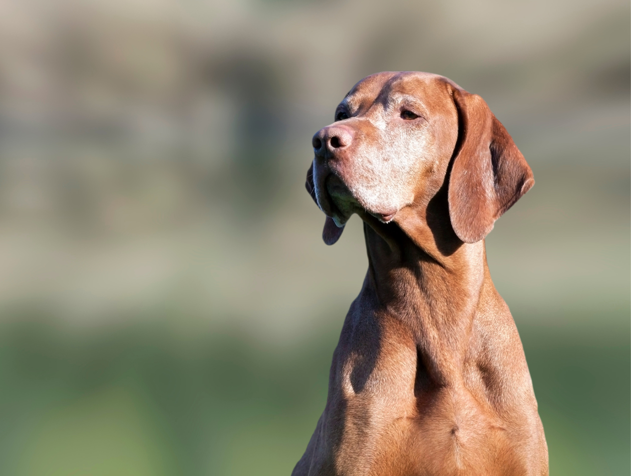 Barf Fütterung für alte Hunde Alter Hund