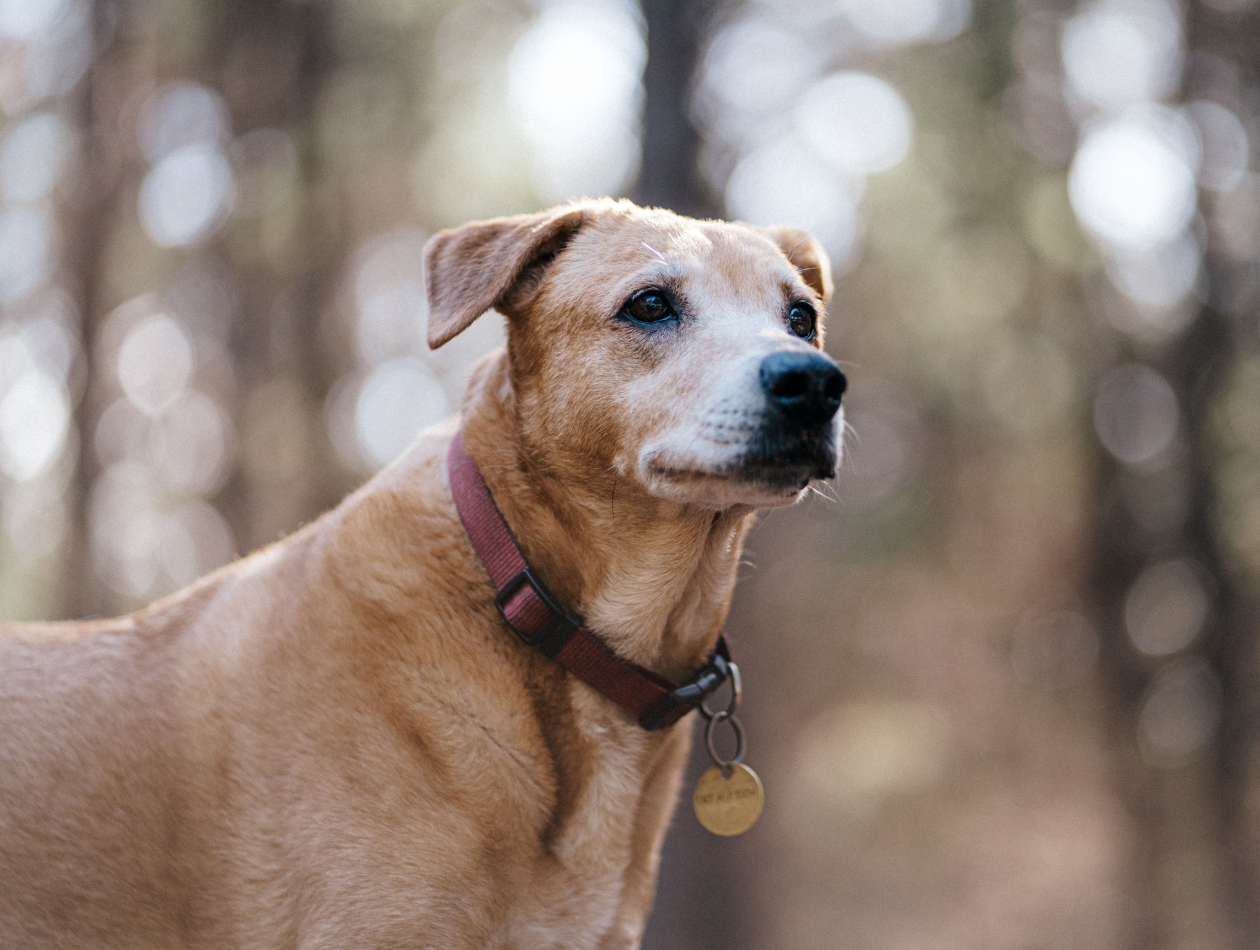 Welpe oder erwachsener Hund – was ist besser für mich? Welpe oder erwachsener Hund – was ist besser für mich?