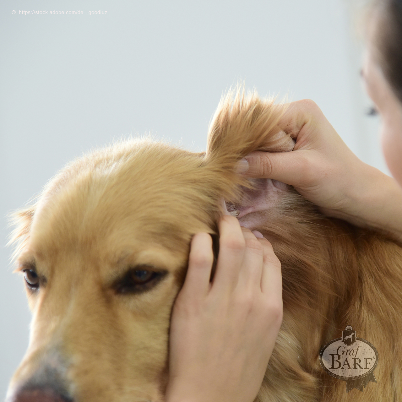 Ohrenschmerzen beim Hund Ohrenuntersuchung bei einem Hund