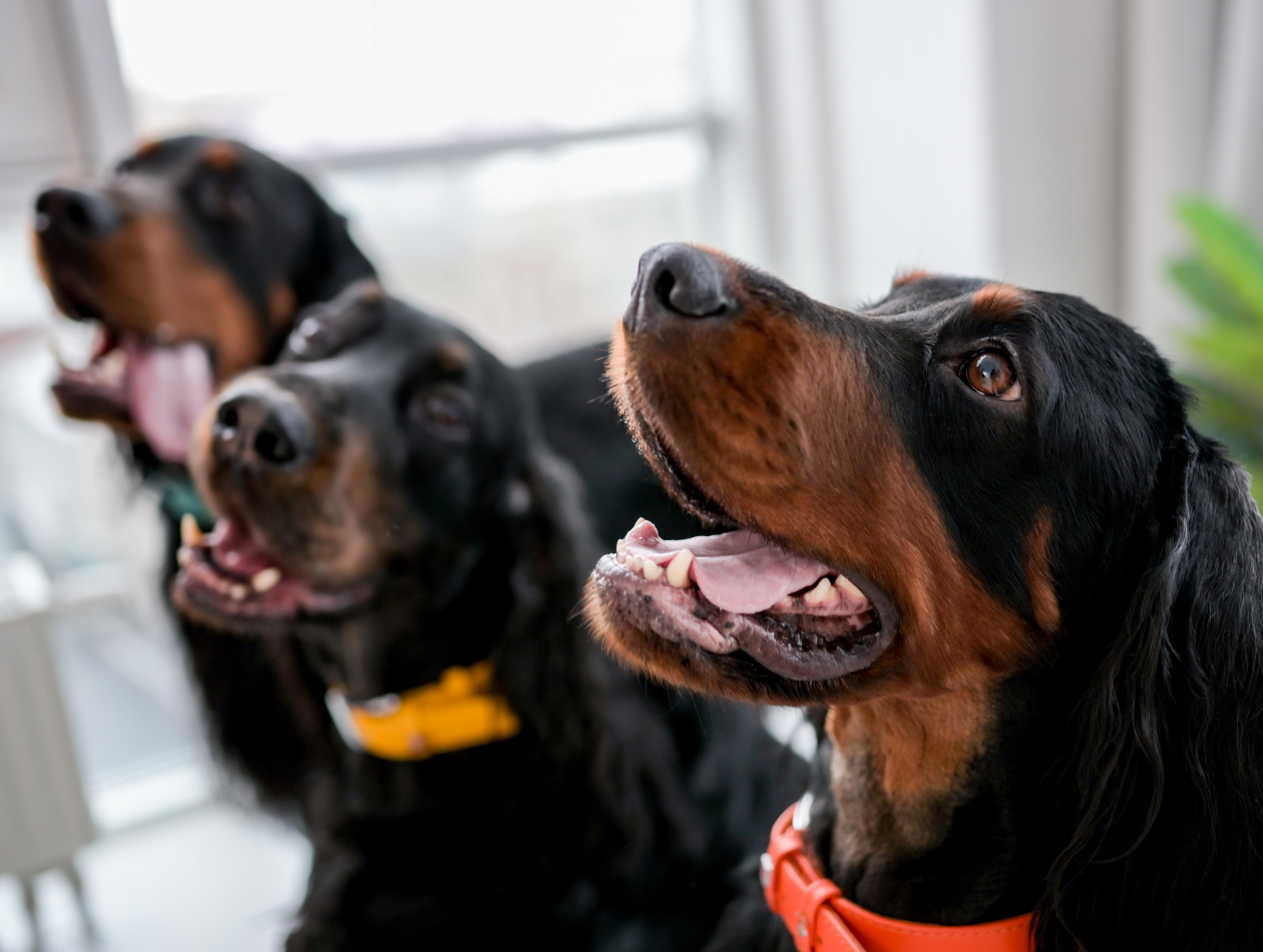 drei Hunde drei Hunde