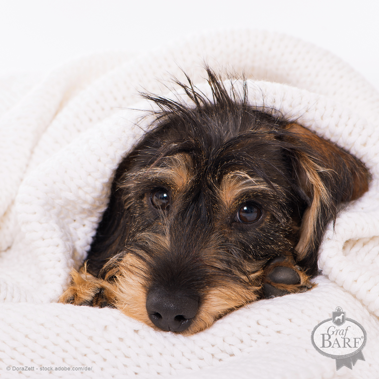 graf-barf-hausapotheke-hund Ein Hund der unter der Decke liegt.