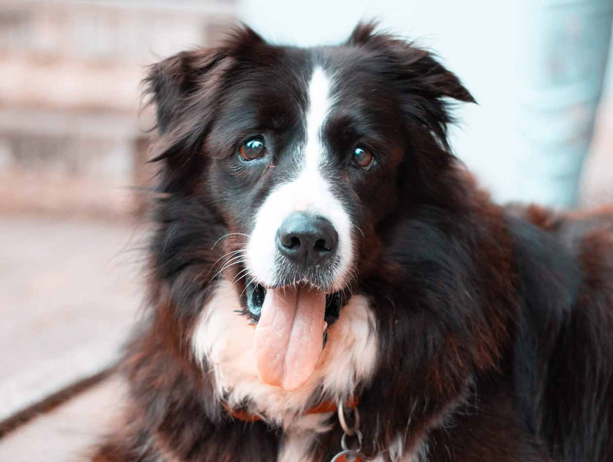 graf-barf-koerpersprache Ein Hund schaut mit rausgestreckter Zunge her