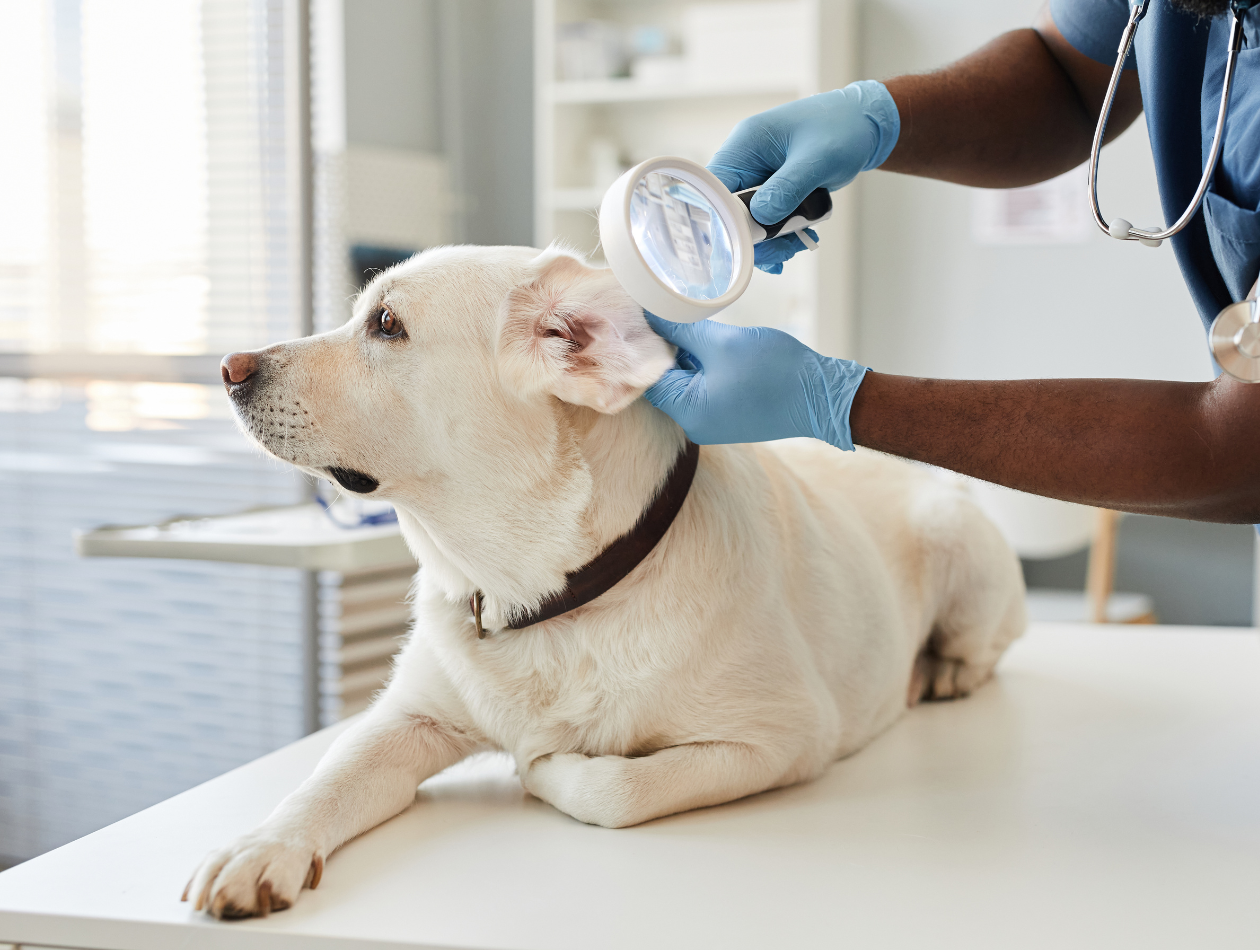 Hund wird am Ohr untersucht