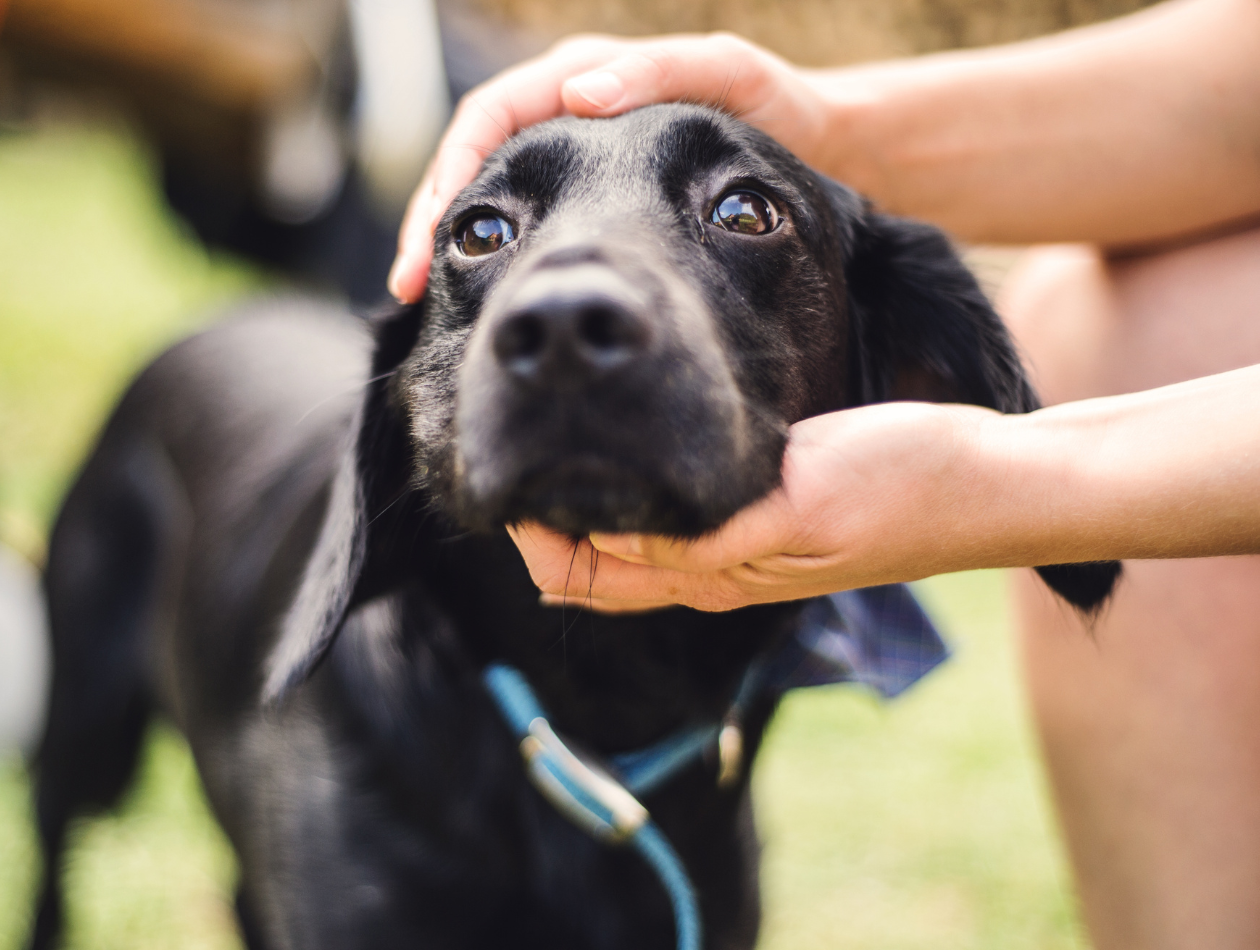 Empfindliche Nieren beim Hund: Angepasste Ernährungstipps