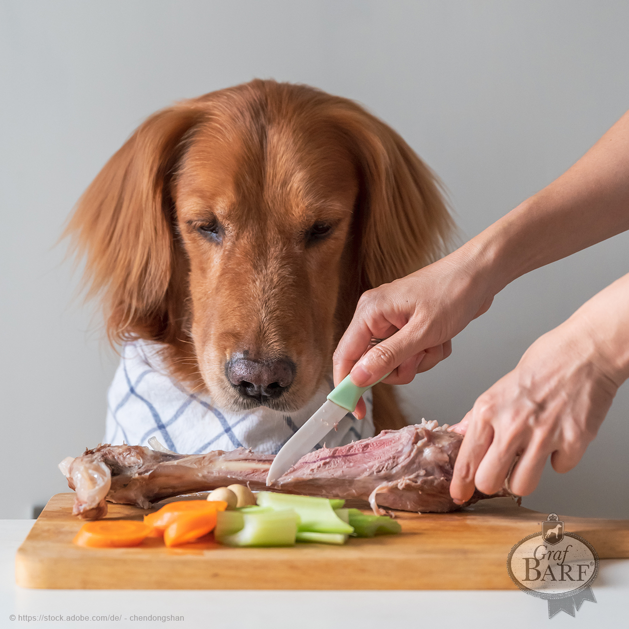graf-barf-das-darf-der-hund-nicht-fressen Hund mit Lätzchen sitzt vor Knochen