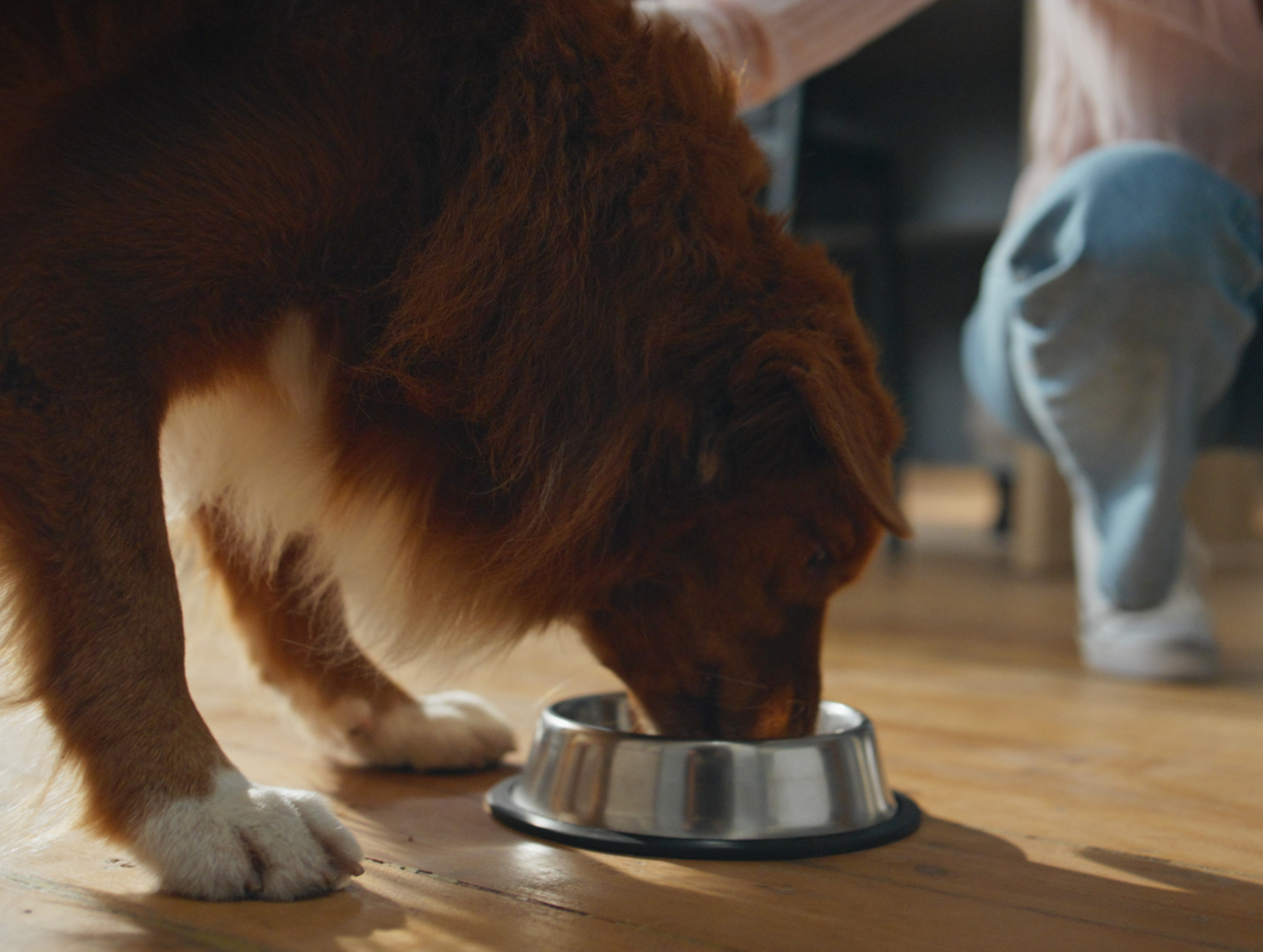 Barf aus dem Napf Hund isst aus dem Napf