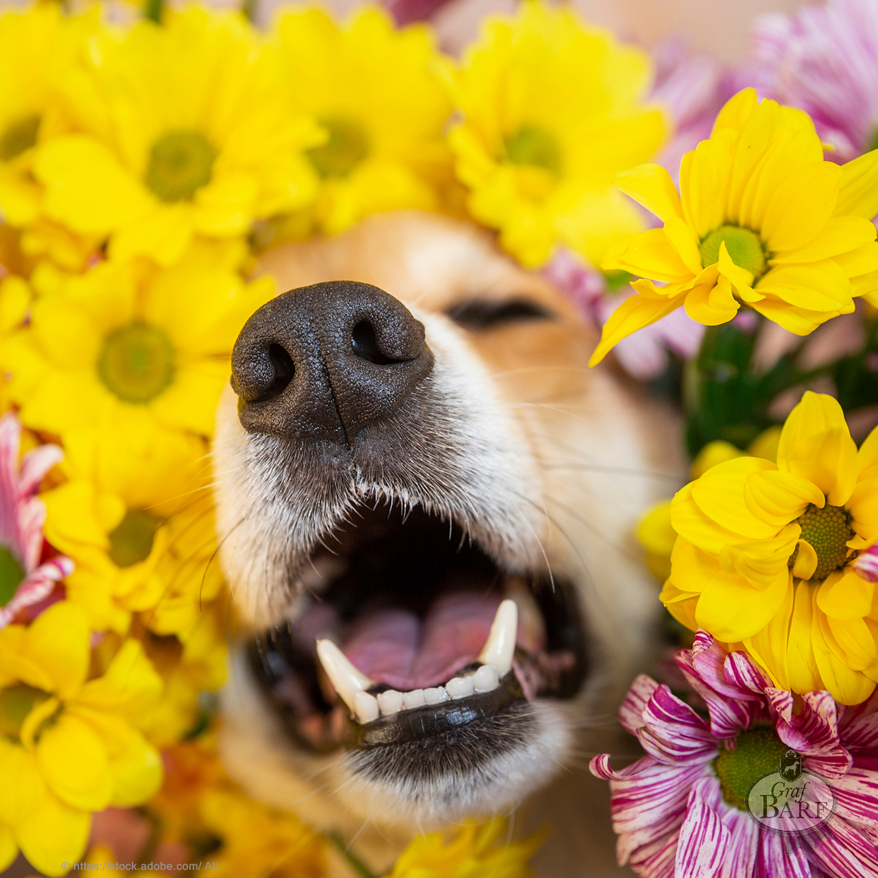 Graf Barf Gesundheitstipps für Hunde Hund im Blumenbeet