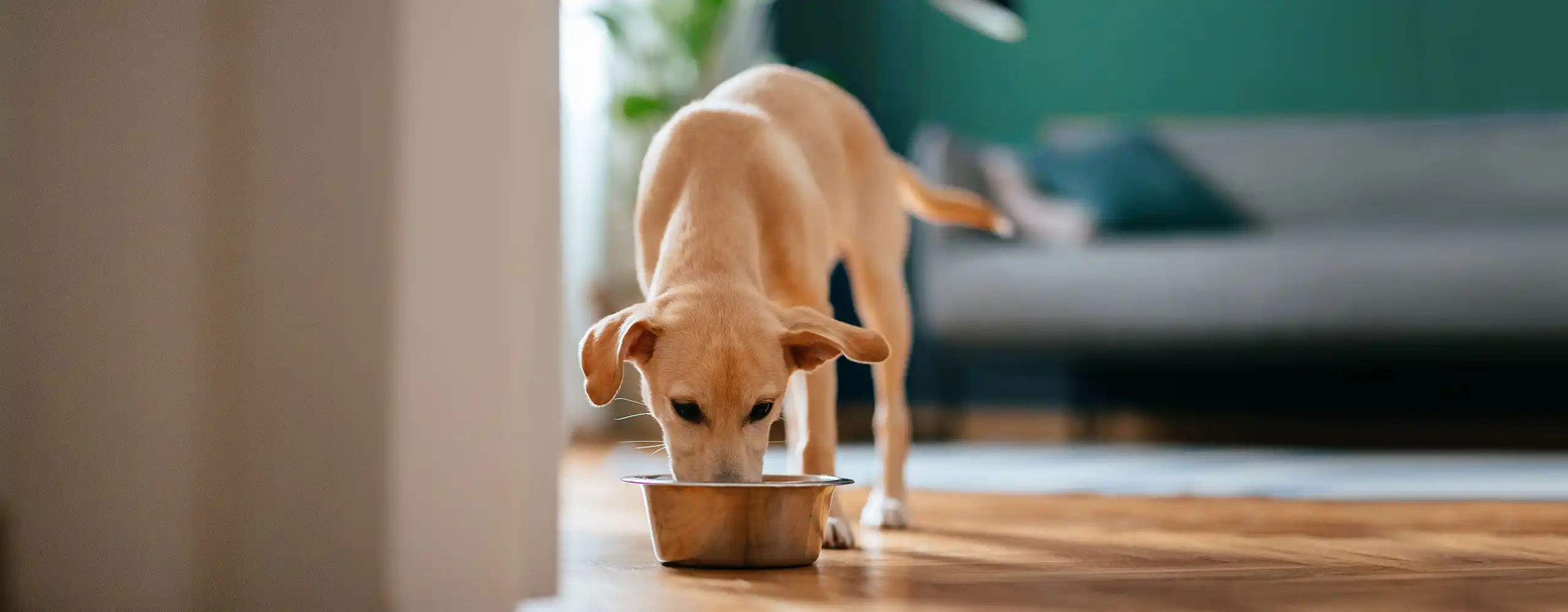 Hund beim Fressen