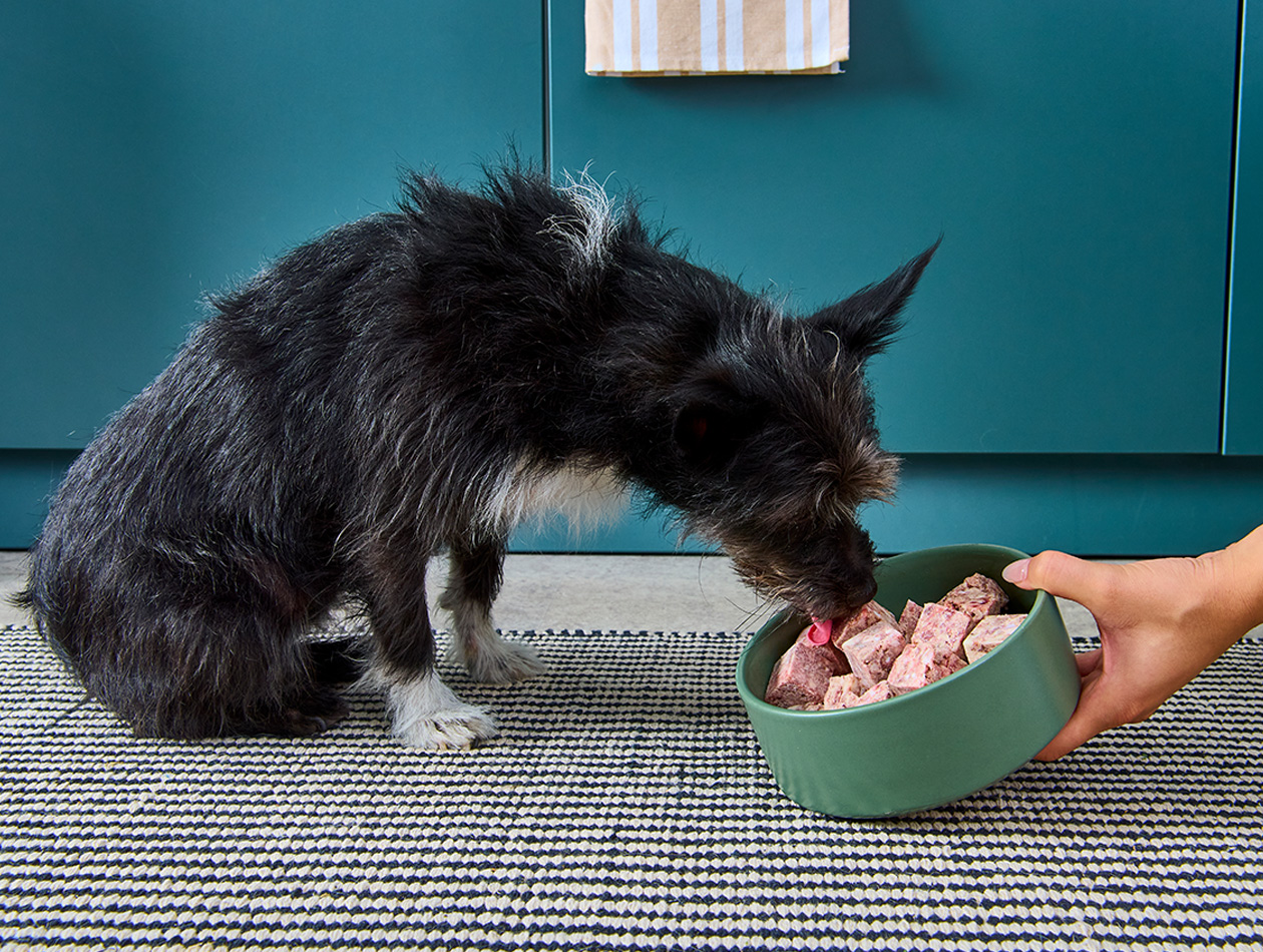 Ausschlussdiät beim Hund: So gelingt sie mit BARF