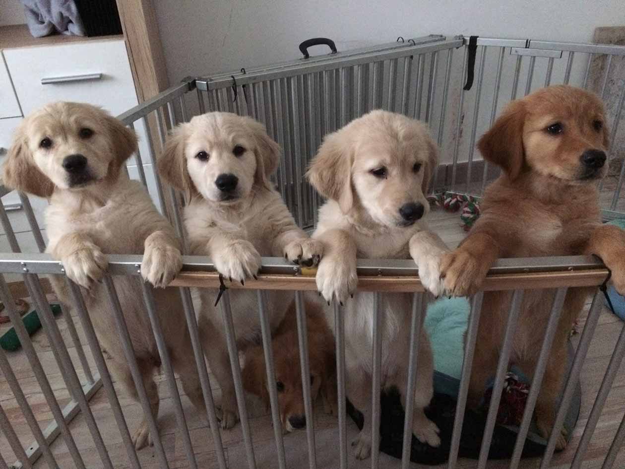 welpen 4 Hunde stehen am Geländer