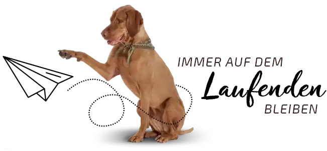 Hund versucht Papierflieger zu fangen: Immer auf dem laufenden bleiben