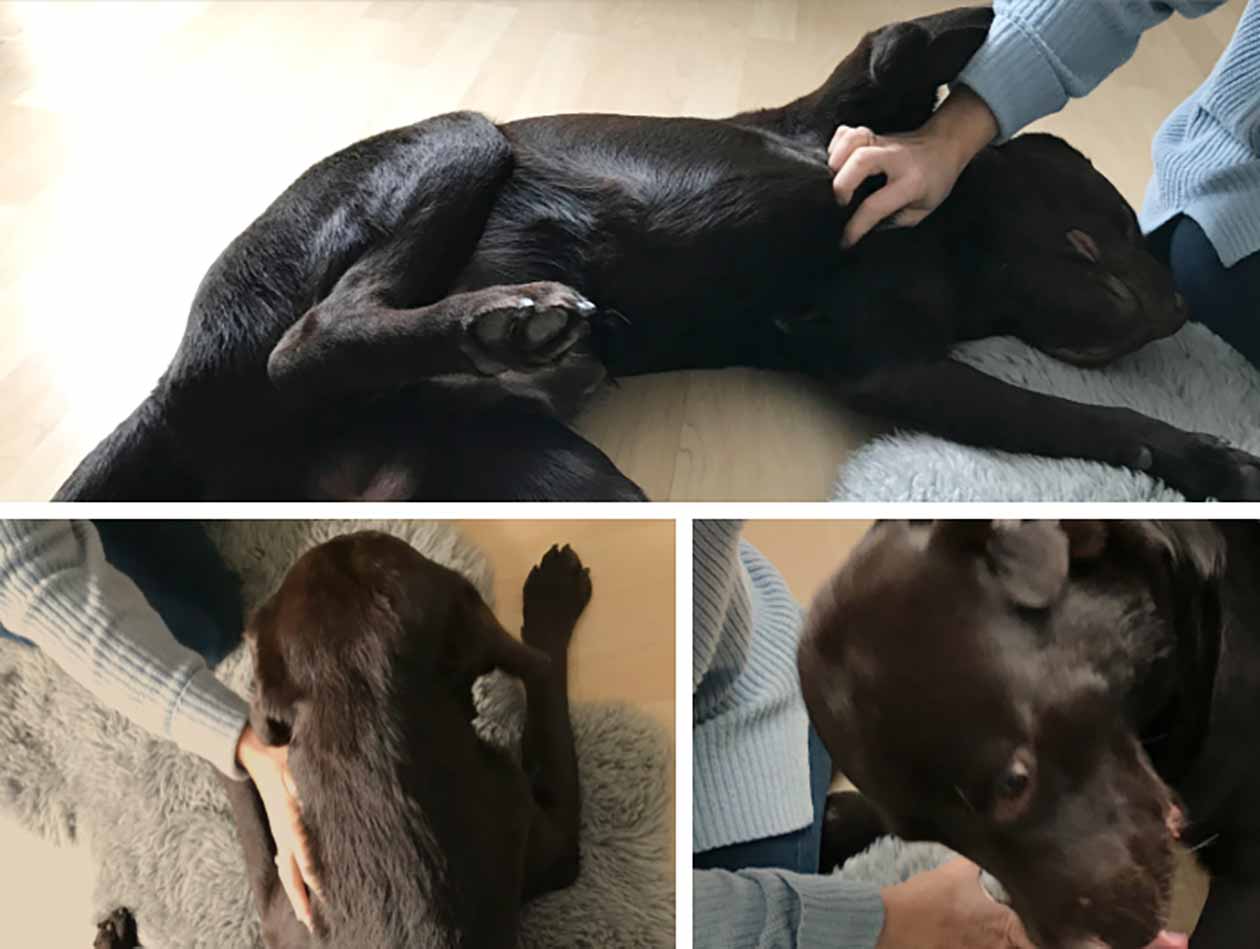 Wohlfühlen Hund wird gestreichelt