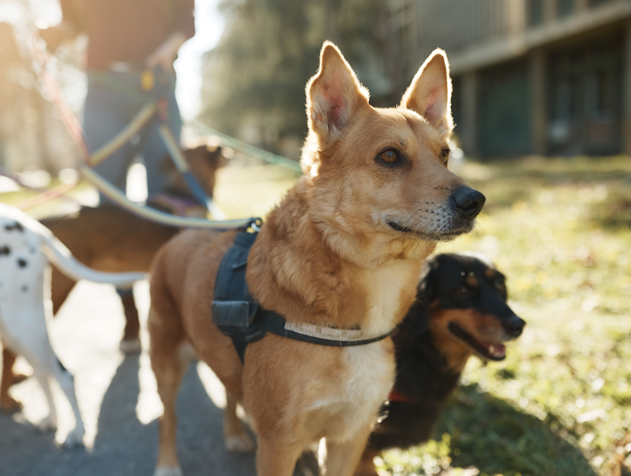 Gassi gehen Hunde an der Leine