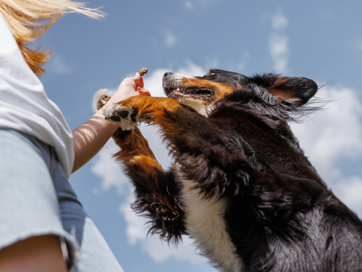 Gesunde Snacks für zwischendurch – welche Belohnungen beim Barfen erlaubt sind
