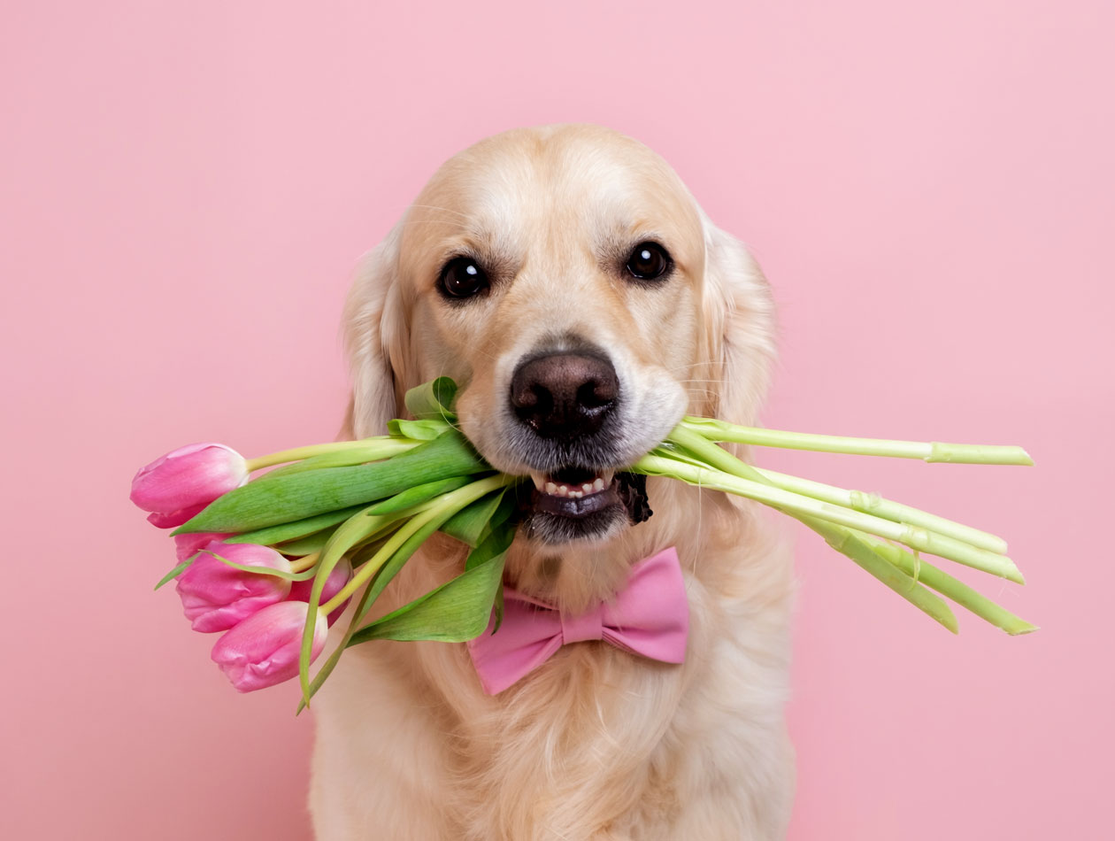 Graf Barf Knusperpaket Retriever mit rosa Tulpen im Maul