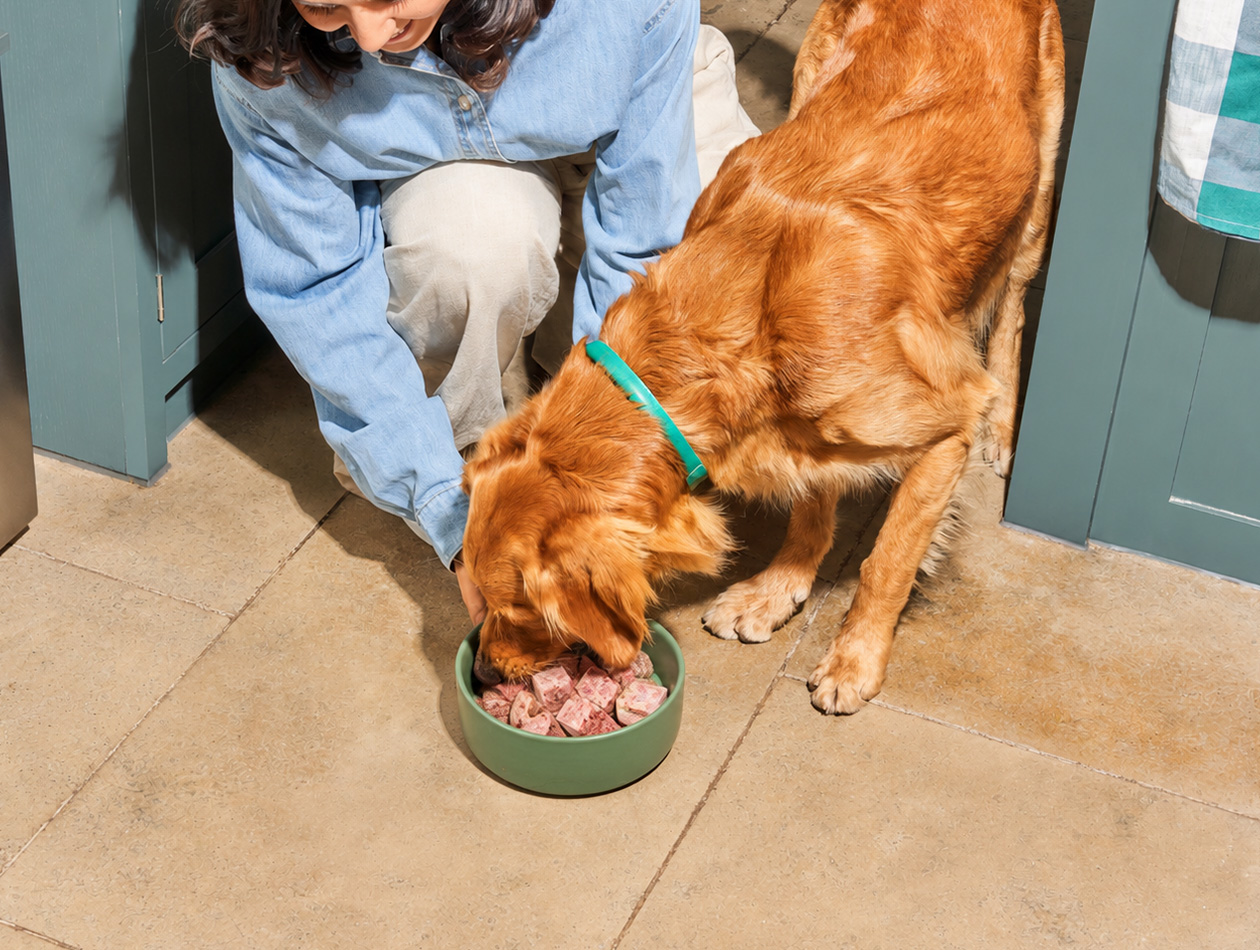 Futterumstellung beim Hund: sanft und ohne Stress 