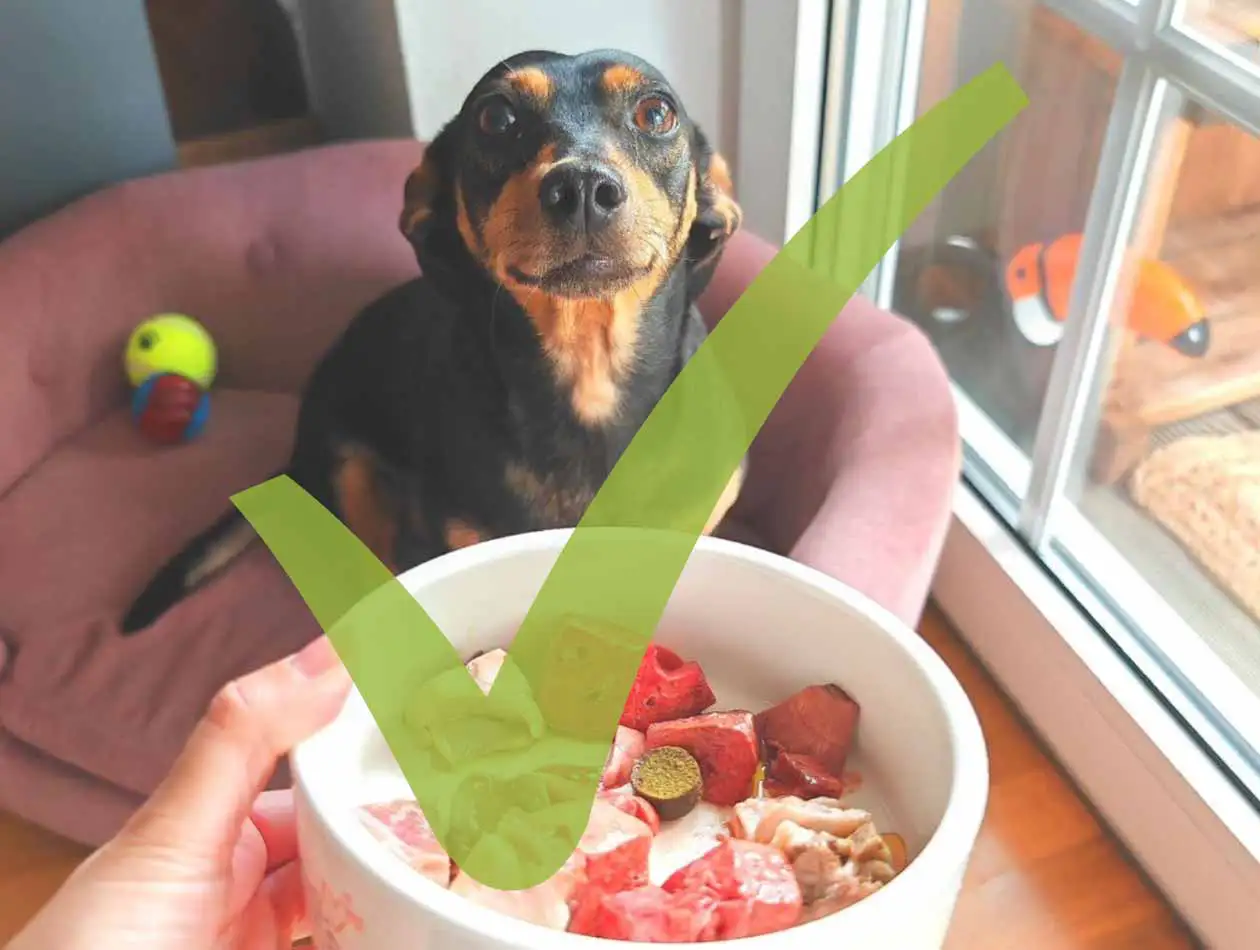 Barf-Mahlzeit Hund vor gefülltem Fressnapf