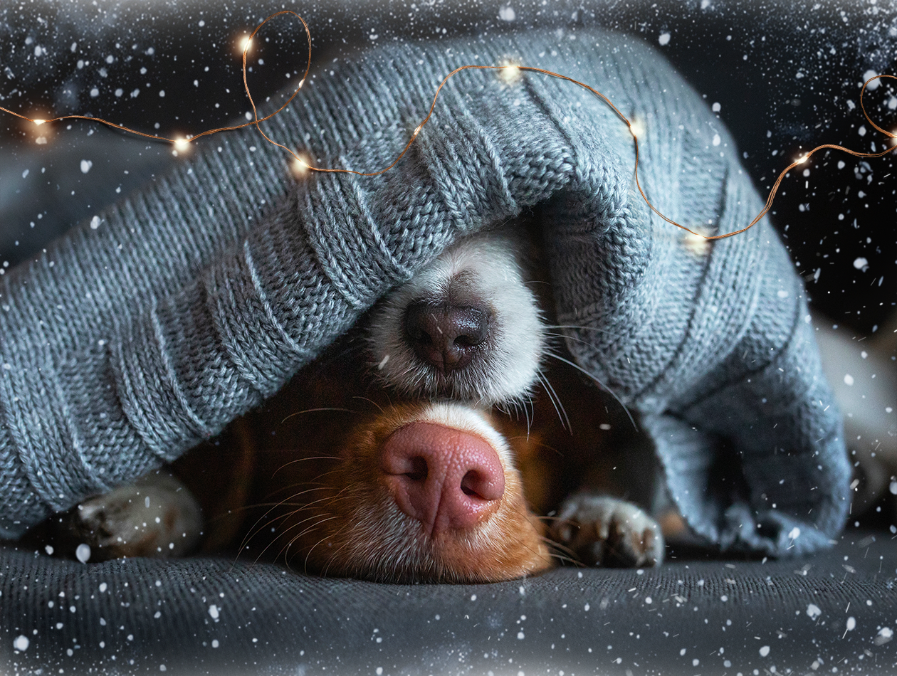 Versandfreie Tage bei Graf Barf – wichtige Infos für Ihre Bestellung zum Jahresende