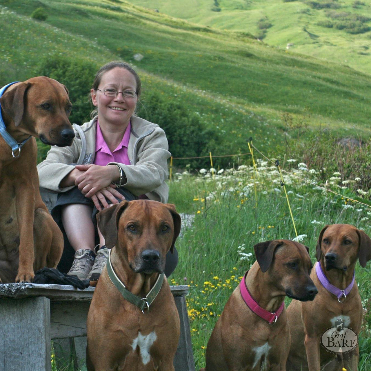 graf-barf-h-ndler-barf-and-more-ch-a Frau mit vier Rhodesian Ridgebacks