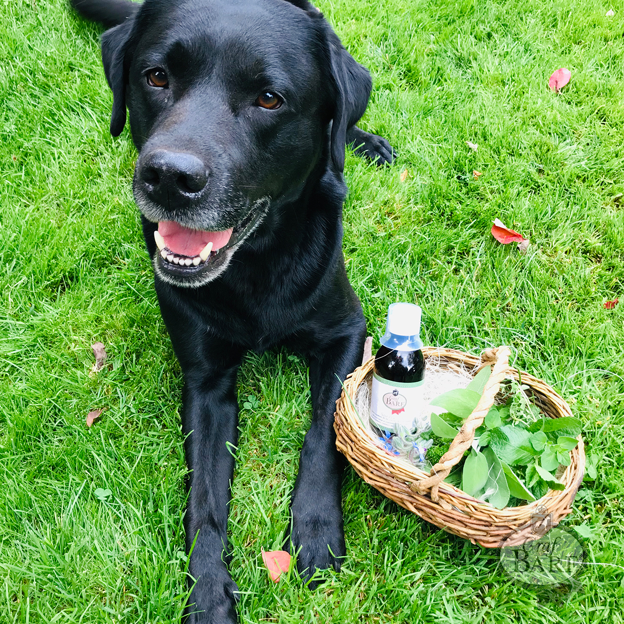 graf-barf-oel-und-kraeuter-barfmahlzeit Ein Hund liegt auf dem Boden und neben Ihm ein Korb