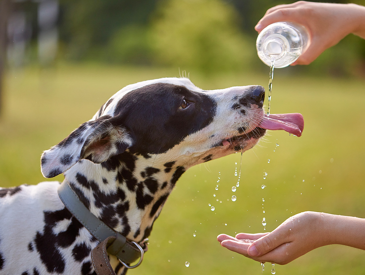 Hund und Hitze: Hitzschlag erkennen und richtig handeln