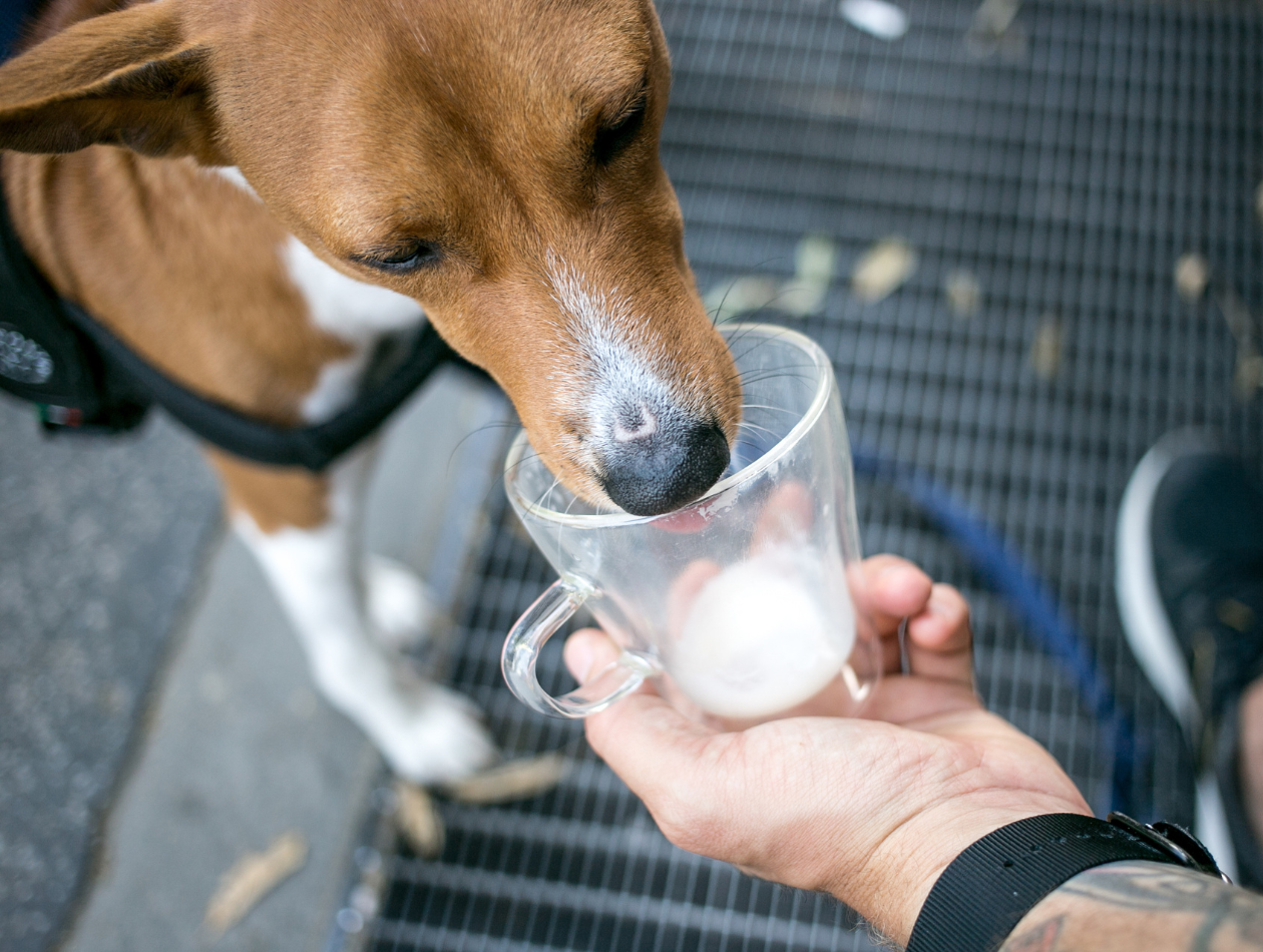 Hund trinkt aus Tasse Hund trinkt aus Tasse