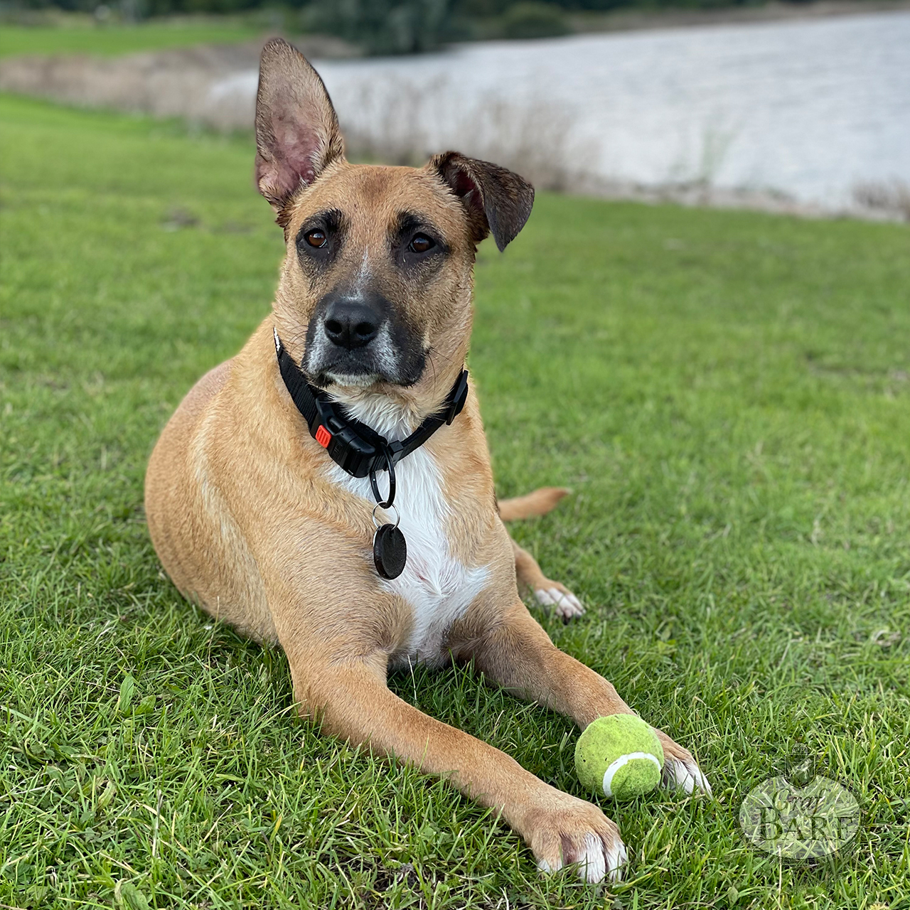 Hund mit Tennisball Hund mit Tennisball