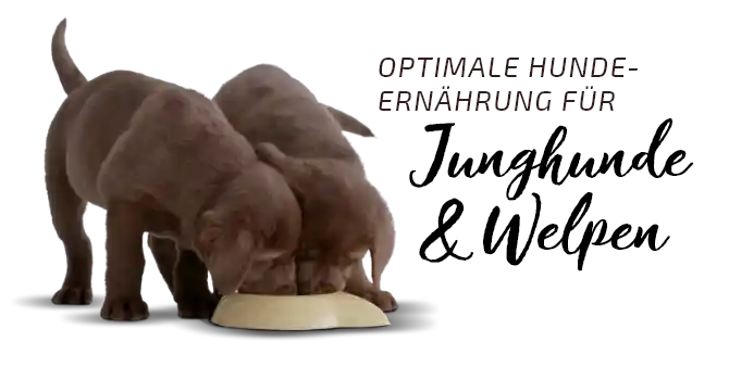 Welpen Barfen Optimale Hundeernährung für Junghunde und Welpen, zwei Welpen fressen aus einem Napf