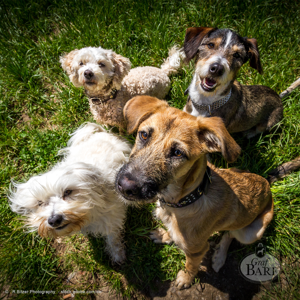 graf-barf-rassehund-mischling vier Hunde