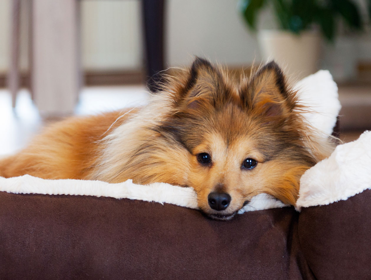 Allein daheim kleiner Hund liegt im Körbchen